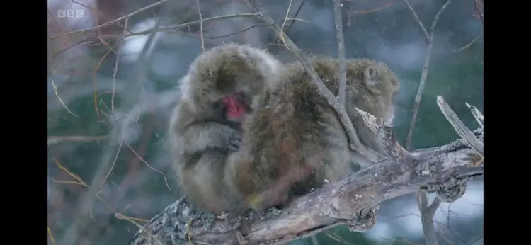 Japanese macaque (Macaca fuscata fuscata) as shown in Frozen Planet II - Frozen Peaks